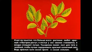 Для чего деревьям листья (познавательный рассказ для маленьких почемучек). Мир вокруг нас.