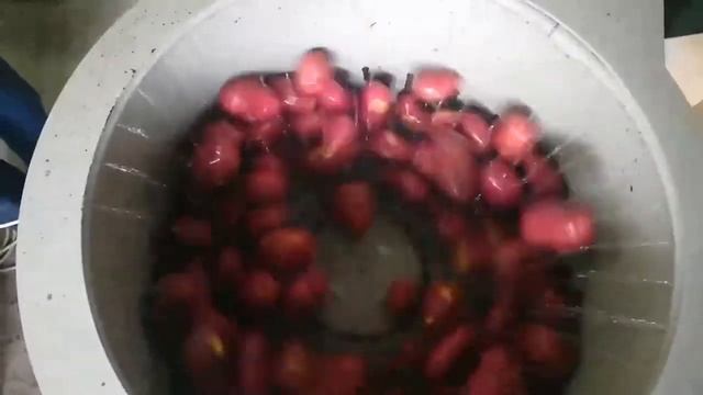 Машина для мойки овощей "Спрут-700КМ". Мойка картофеля