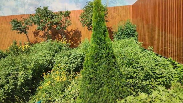 Как сделать спираль из Туи? Стрижка хвойных. Двойная спираль.