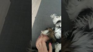 Первая вязка собаки. Встреча с женихом.