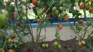 Вкусные и урожайные томаты Пинк Хит, Позано и Дино. Честный и реальный отзыв