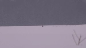 охота на лису с подхода,а так же в мире животных.