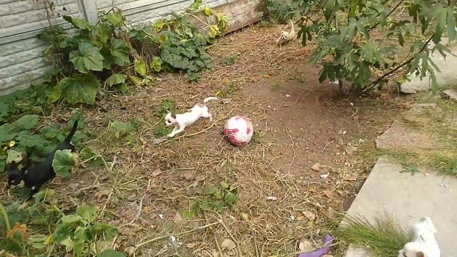 очень быстро бегают наши чихуахуа Симферополь Кастропуло продам щенков