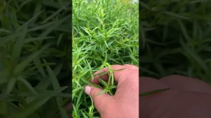 Астра цветет шаром как мультифлора и очень зимостойка!