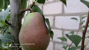 Груша Чингизитка плоды
