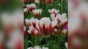 Bloembollen planten in de tuin: Tulpen , hyacint, krokus en iris