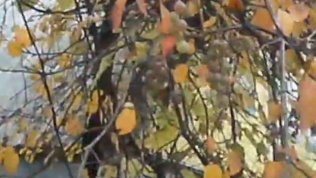 Лесная белка бежит по забору деревянному на даче смотреть онлайн