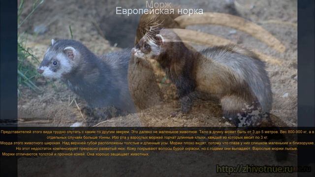 Животные Красной Книги смотреть онлайн