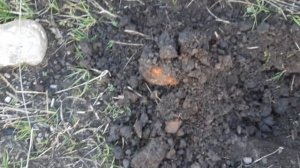 коп метала # 2