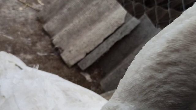 Ручной гусь по имени Мартин ? смотреть онлайн