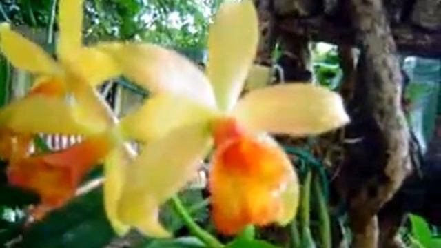 flower minute 30 смотреть онлайн