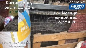 НОВЫЙ комбикорм МЕГАКОРМ от МЕГАМИКС | Кормление индюков ХАЙБРИД КОНВЕРТЕР |в 4 месяца супер прирос