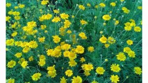 Антемис Красивые растения для дома и сада