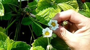 Почему сохнет и мельчает ягода клубники.