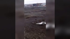 Медведь в городе