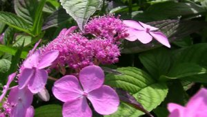 Гортензия Twist and Shout. Уникальный проект. Дачные картинки.