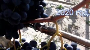 Виноград Чарли. Беларусь. 2019 - 2020 г.