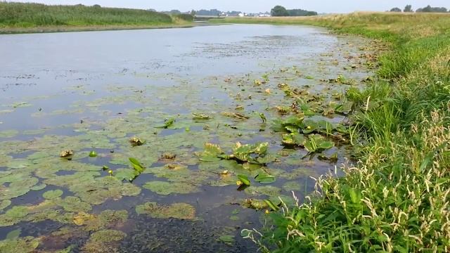 Как поймать большую рыбу кабана? смотреть онлайн