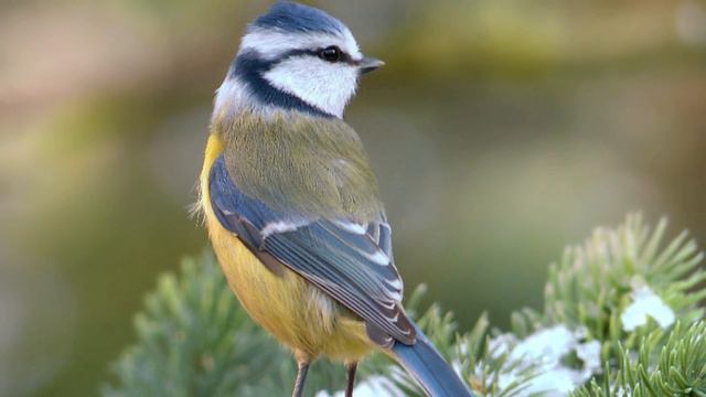 Евангелие дня 20 января 2023 с толкованием. Апостол дня. Жития Святых. смотреть онлайн