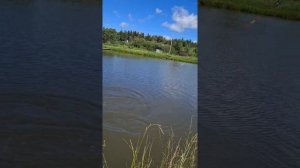 Ловля карпа на Херабуну - тест насадок Белый туман и секрет самурая