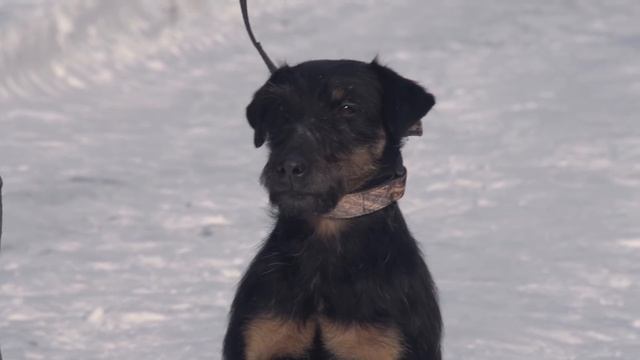 Охотничьи собаки. 14 серия. Немецкий ягдтерьер смотреть онлайн