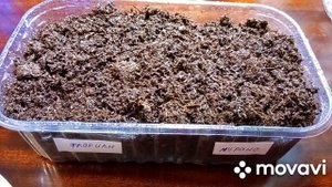 Клубника из семян. Посадка 03.01.2022