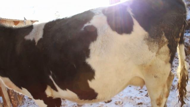 тест на стельность коровы смотреть онлайн