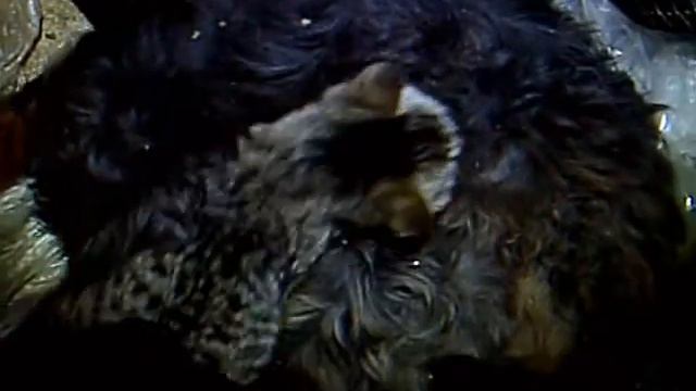 Сын полка смотреть онлайн