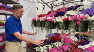 NEW E3 Easy Wave Spreading Petunia