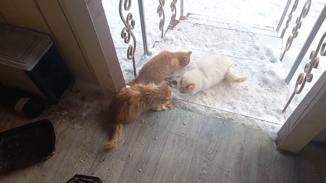 Много голодных котов #котя #киски #киса #кскс #голодныекоты.mp4