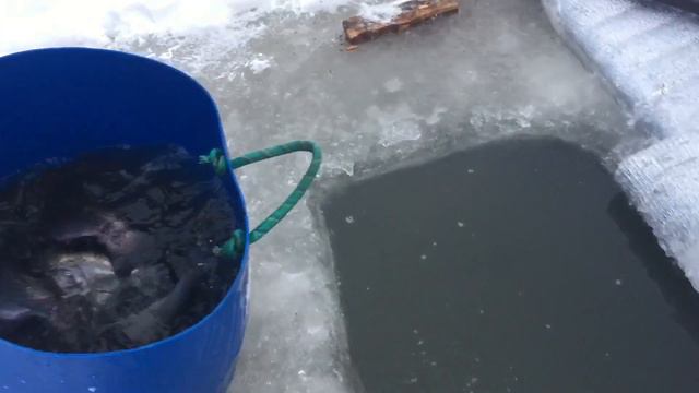 Субботний запуск форели - 250 кг !!! смотреть онлайн