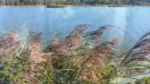 Рыбалка на карпятнике