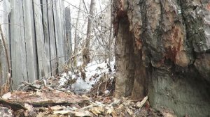 Черный дятел громко кричит и долбит дерево, Black woodpecker chops tree and screams