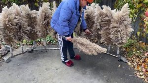 ЭКО декор пампасная трава тростника очерет камыш.Пампасная трава в декоре.Сухоцветы камыши