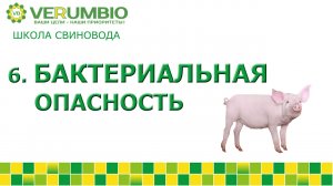 Бактериальная опасность в свиноводстве