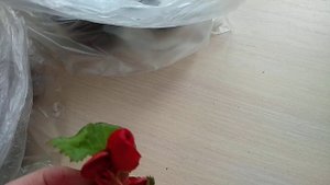 Размножение Бегонии Элатиор.