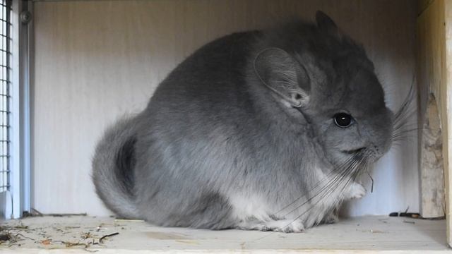 Шиншиллы в дикой природе и дома