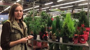 Как ухаживать за комнатной елью? Советы по уходу за растениями от биолога компании 7ЦВЕТОВ