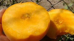 Перкоче Ромеа. Percocca Romea. Перші плоди. Смачний, крупний, ранній і транспортабельний