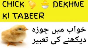 khwab mein Murghi ka Choza dekhna khwab mein chick dekhna