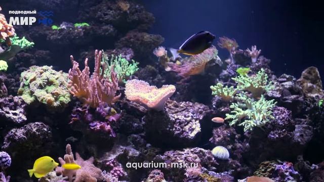 Морской аквариум с рыбами в Москве смотреть онлайн