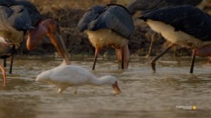 These Storks May Not Be Pretty but They're Successful