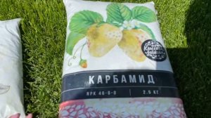 Газон, чем и как его кормить ⛳️ Для плотности и сочности