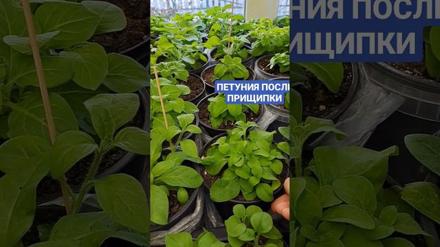 ПЕТУНИЯ ПОСЛЕ ПРИЩИПКИ. ПОБЕГИ БОКОВЫЕ СНОВА ОБРЕЗАЮ.