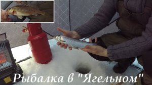 НАЛОВИЛИ СИГОВ И КОРЮШКИ / CAUGHT WHITEFISH AND SMELT