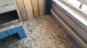 Февраль 2019год Индюки зимуют в новом сарае