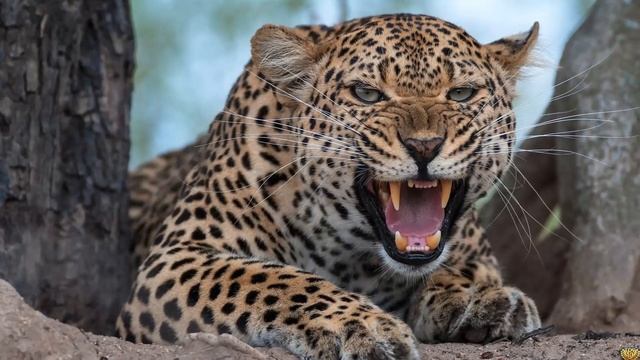 ЛЕОПАРД ИЛИ ЛЕВ КТО ПОБЕДИТ? КТО СИЛЬНЕЕ? смотреть онлайн