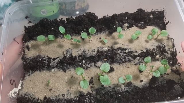 Всходы виолы 2022. Уход за рассадой виолы смотреть онлайн
