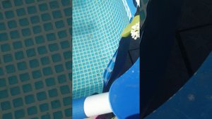 Водоплавающие ящерицы