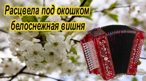 Расцвела под окошком белоснежная вишня разбор для гармони